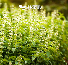 Holy basil seeds for sale  DONCASTER