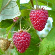 Aroma queen mehrfachresistent gebraucht kaufen  Detmold