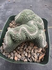 Strombocactus disciformis cris for sale  Jurupa Valley