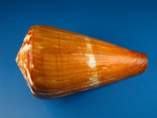 Conus vexillum excellent for sale  Kapolei