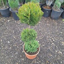 Topiary tree pom for sale  EGHAM