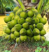 Exotic plant coconut for sale  FELTHAM