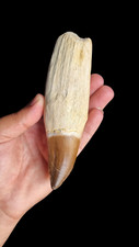incrível dente de mosassauro enraizado_dente de dinossauro 15 cm cretáceo tardio comprar usado  Enviando para Brazil