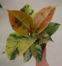 Ficus elastica schrijveriana gebraucht kaufen  Rudolstadt
