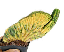 Cereus sp. crested usato  Napoli