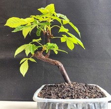 Horse chestnut starter for sale  WREXHAM