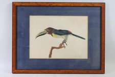 Tucan tropenvogel studie gebraucht kaufen  Stadtbergen