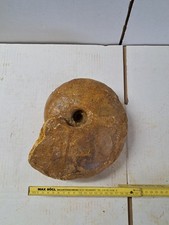 Ammonit groß fossilien gebraucht kaufen  Berg b.Neumarkt i.d.OPf.