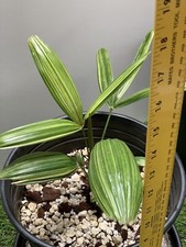 Variegated rhaphis excelsa for sale  Lake Forest