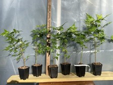 Japanese maples pots for sale  North Augusta