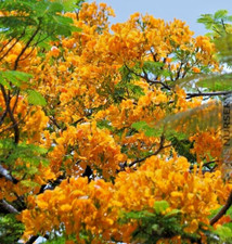 Yellow flamboyant seeds for sale  Marietta