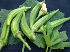 10x okra clemson for sale  BURTON-ON-TRENT