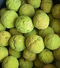 Fresh picked hedge for sale  Pittsburg