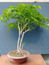 Bonsai glicine 70x14cm usato  Pagani