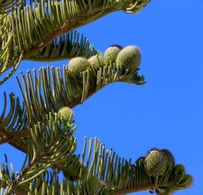 araucaria usato araucaria usato Napoli
