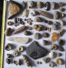 vertebrae fossil for sale  LINCOLN
