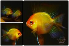 Trio cichlid rams for sale  Houston