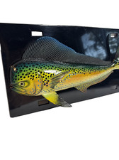 Mahi mahi fish for sale  Fort Lauderdale