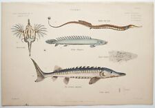 Dragon fish sturgeon.. for sale  BRISTOL