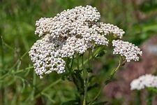 6000 semi achillea usato  Spedire a Italy
