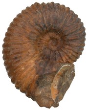 Kreide calycoceras asiaticum gebraucht kaufen  Erlangen