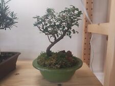 Live bonsai tree for sale  Kansas City