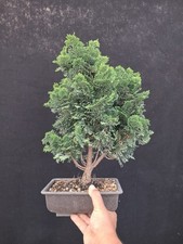Bonsai cipresso giapponese usato  Montevarchi