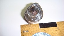 Hp15 fossil mammal for sale  Custer