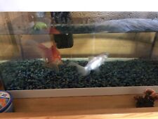 80 litre fish tank for sale  STOCKSFIELD