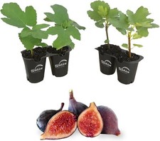 Fig tree live for sale  USA