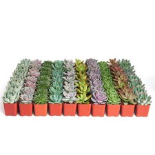 Pack assorted succulent for sale  USA
