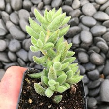 Crassula mesembryanthemoides s for sale  USA
