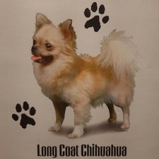 Long coat chihuahua d'occasion  Expédié en Belgium