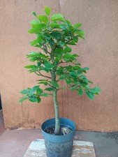 Prebonsai rohling rotbuche gebraucht kaufen  Bad Nenndorf