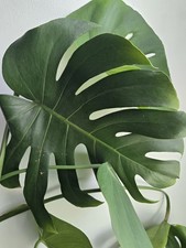 Large monstera deliciosa for sale  Wilmington