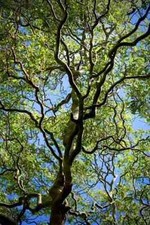 Corkscrew willow live for sale  USA