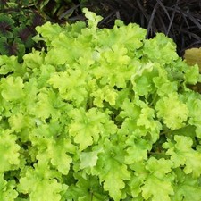 Heuchera lime marmalade for sale  WORKSOP