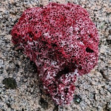 Bon spécimen corail d'occasion  Plougasnou