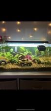 Top fin gallon for sale  Somerville