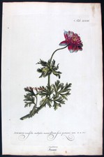1768 philip miller usato  Urbino