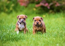 Staffordshire bull puppies for sale  SELBY