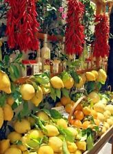 Campania felix assortimento usato  Salerno