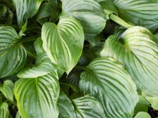plants beautiful sets 3 for sale  Lenox