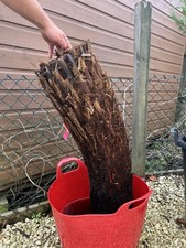 Reduced. dicksonia antarctica for sale  MELTON MOWBRAY