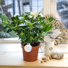 Scented fragrance gardenia for sale  BIRMINGHAM