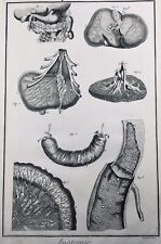Anatomía Gastroenterología En 1779 Rara Grabado Medicina Enciclopedia Diderot comprar usado  Enviando para Brazil