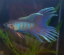 Live betta fish for sale  Honolulu