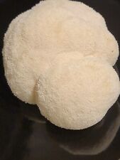 Lion mane brainiac for sale  Saint Peters