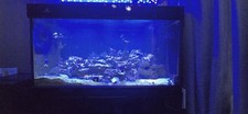 Cleair aquatics fish for sale  TAMWORTH