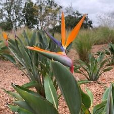 Orange bird paradise for sale  Lakeland
